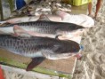 /album/galeria-de-fotos/galeocerdo-cuvier-jpg/